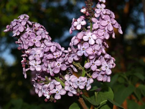 Lilac Flower Free Stock Photo Public Domain Pictures