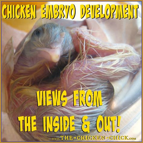 Duck Embryo Development
