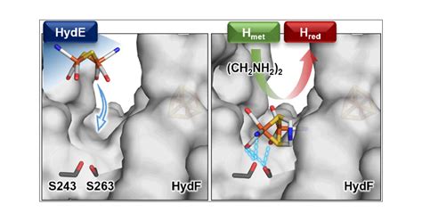 A Conserved Binding Pocket in HydF is Essential for Biological Assembly ...
