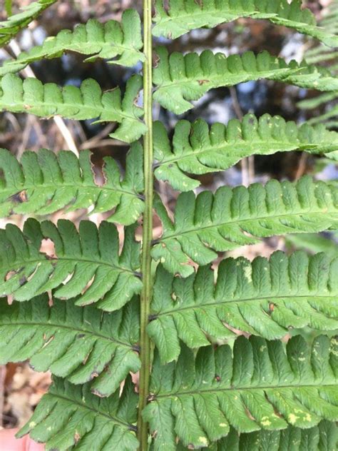 Dryopteris Affinis Subsp Borreri Waarnemingen Be