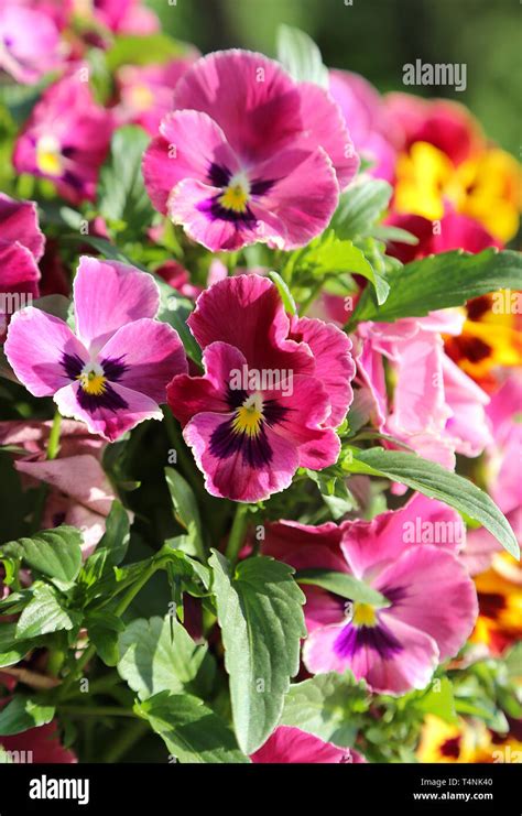 Bright violet flowers hi-res stock photography and images - Alamy