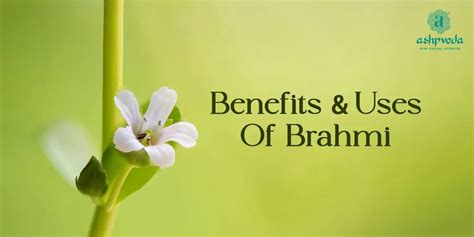 Benefits Of Brahmi And How To Use It Ashpveda Blog