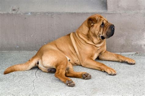 Razones Por Las Que Un Bullmastiff Se Lame O Muerde Las Patas Con