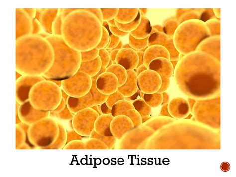 Solution Adipose Tissue Studypool
