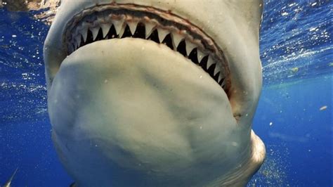 Shark Sightings In Florida 2024 Today - Blisse Shanie