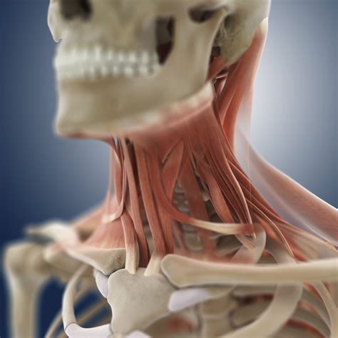 Why Do the Scalene Muscles Get Tight?