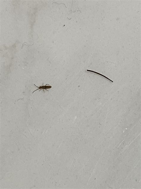 What’s this tiny bug that congregates around bathroom sink and