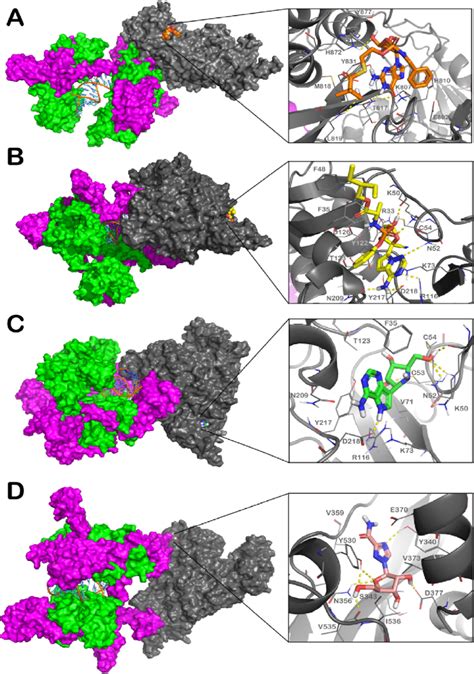 Molecular Docking Between Nsp Nsp In Green Nsp In Magenta