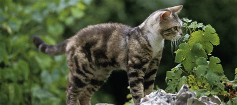 American Wirehair Cat Breed Profile Litter Robot