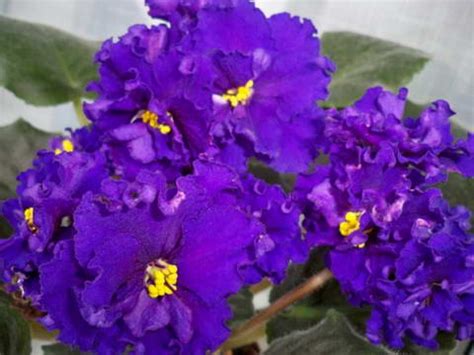 Сорта класса "С" дешевые "Кухня Фиалки" скидка 50%