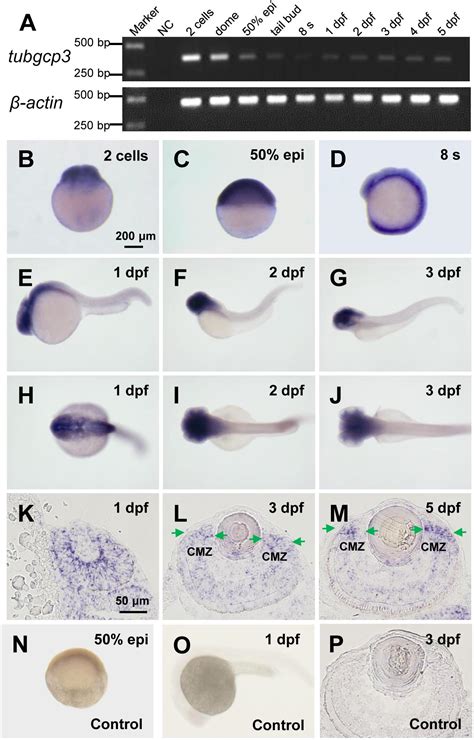 Zebrafish Development Chart: A Visual Reference of Charts | Chart Master