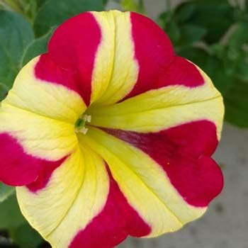 Купить Рассаду петунии Аморе в Украине.