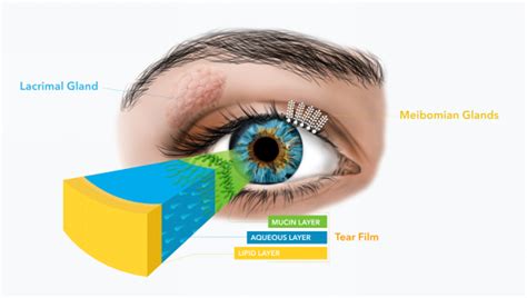 What are Meibomian (Oil) Glands? in Edmonton, AB - Bonnie Doon Eye Care