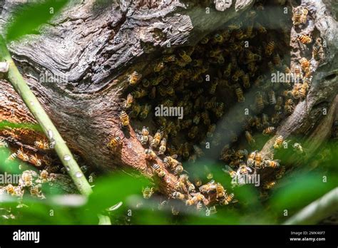 how to find a bees nest