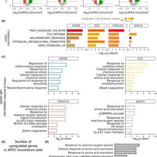 RNA sequencing (RNA‐seq) analysis of ovarian clear cell carcinoma ...