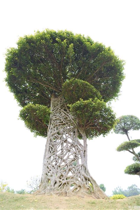 Amazing Nature, Ficus, Nanning, Weird Trees, Magical Tree, Guangxi, Old ...