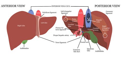 anatomy   liver biochive