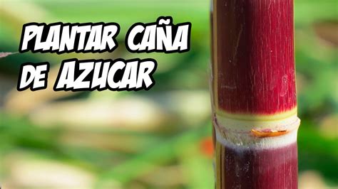 Como Germinar Y Plantar CaÑa De AzÚcar 🌿 Trucos Y Consejos La