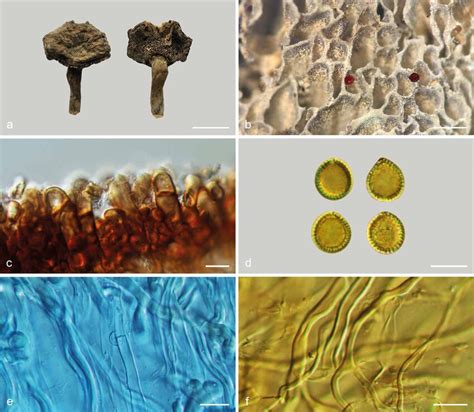 Basidiomata And Microscopic Structures Of Sanguinoderma Bataanense Dai