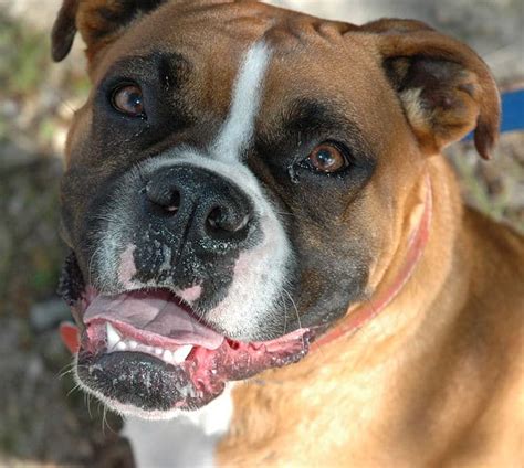 Boxer Dog Pictures Az Animals