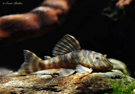 Peckoltia sp. – L038 (L038) — Seriously Fish