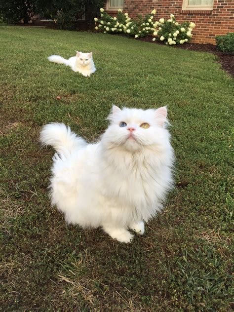 White Cat with Odd Eyes in a Green Field