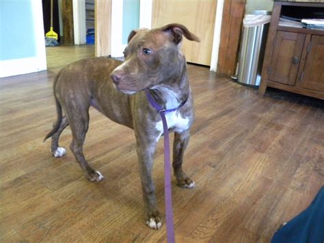 Greenfield Animal Hospital... - Greenfield Animal Hospital