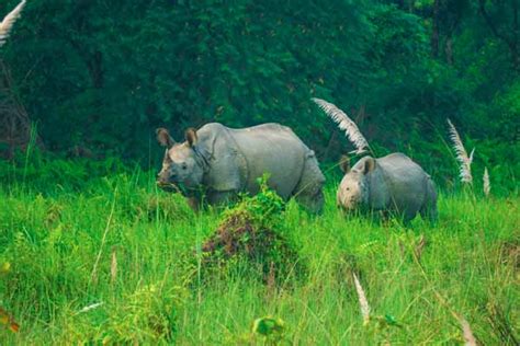 Chitwan National Park Things To Do Places To Visit How To Visit