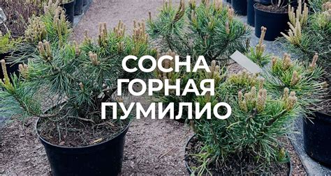 Сосна горная Пумилио - купить из питомника в СПб, по цене от 1600 р.