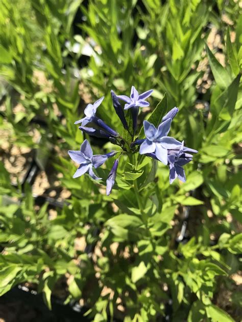 'Blue Ice' Blue Star - Landscape Design, Installation, Maintenance and