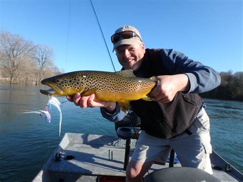 Trophy Trout Gallery For The White River In Arkansas White River