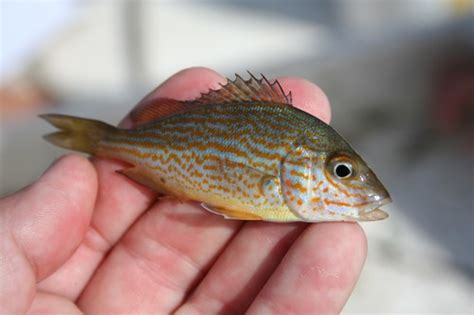 Pigfish A Field Guide To The Fishes Of Charlotte Harbor Florida