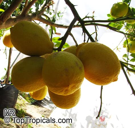 citrus limon lemon top tropicals plant encyclopedia