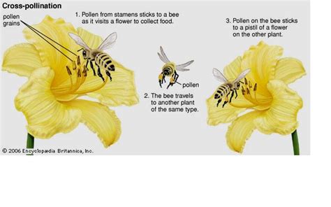 Pollination:Self and Cross Pollination ~ WORLD WIDE THINGS