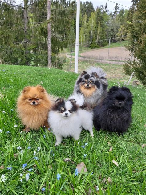 Pomeranian Color Chart Pomeranian Colors Colors Of Pomeranians