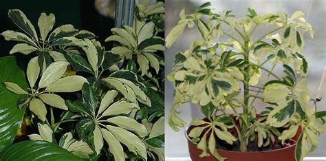 Шеффлера в домашних условиях: уход и виды | Flowery-Blog