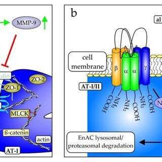 important structures  alveolar epithelial cells   connection