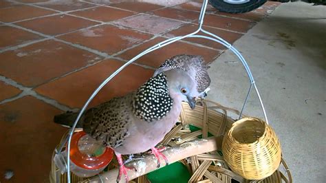 Moi Day Tho Dong Vs Tho Bau Gay Ben Luc YouTube