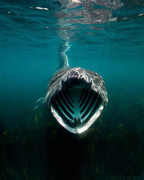 Basking Shark The Second Largest Fish