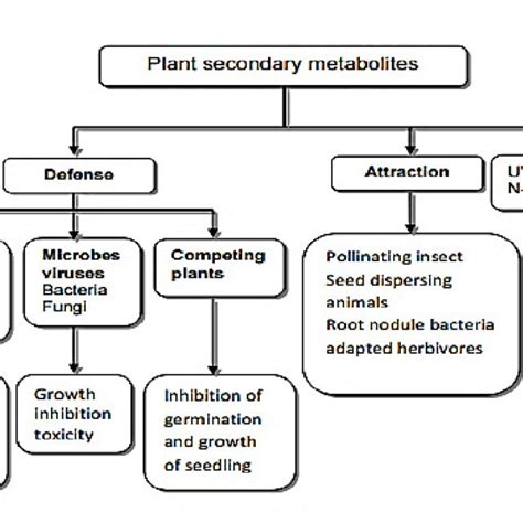 Primäre Und Sekundäre Metaboliten In Der Fermentation Ppt