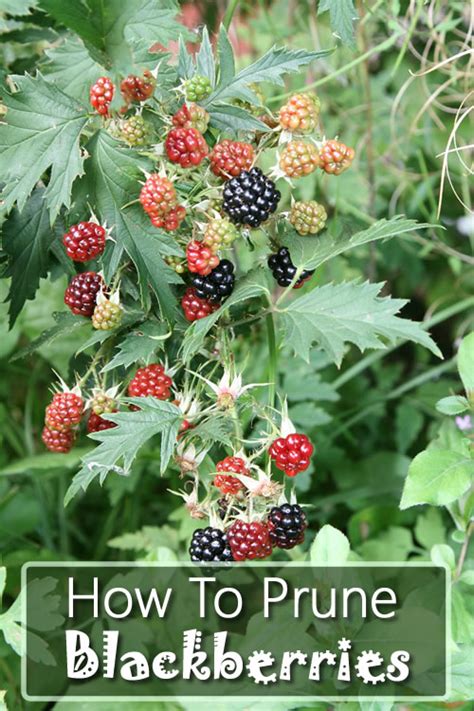 How To Prune Blackberries