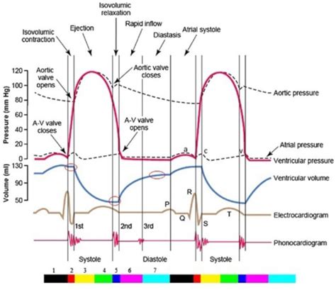 The Entire Two Cardiac Cycle Diagram Which Contains Information On