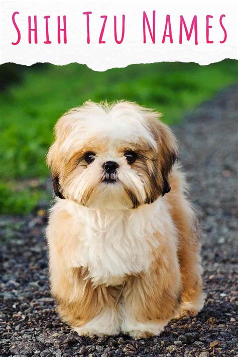 Best Shih Tzu Female Names