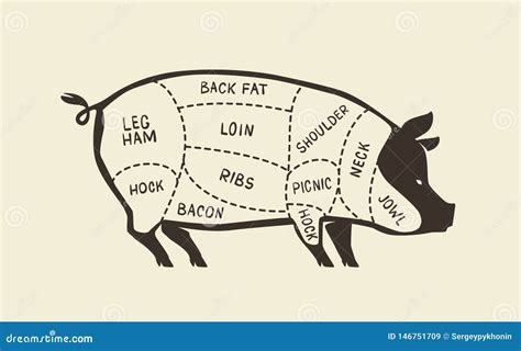 Cuts of Pork, Pig. Butcher Shop, Meat Vector Illustration Stock Vector ...