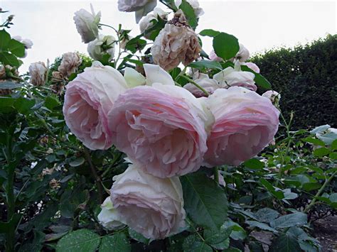 Роза Пале Рояль Фото И Описание – Telegraph