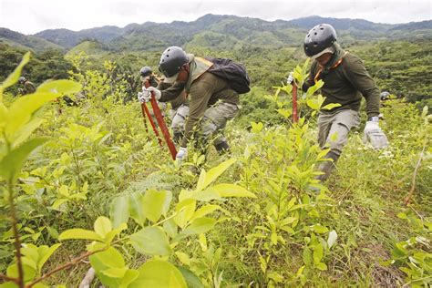 Drogas La Onu Alerta Sobre El Aumento R Cord De Producci N De Coca Na