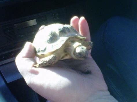 3 Year Old Sulcata Tortoise Healthy Rtortoise