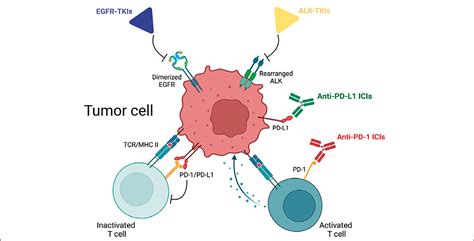 Targeted Therapy And Immunotherapy In Early Stage Non Small Cell Lung Cancer Bjmo