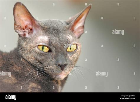 Gray Blue Cornish Rex Breed Of Cat With Short Hair And Yellow Eyes