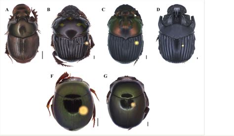 Dorsal habitus of dung beetle species collected in the Tapajós National